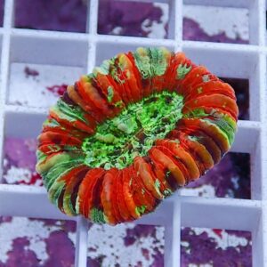 irm-010-0926-1411744361 - AQUAGIFT 用品ショップ Circular, rainbow-colored coral with layered, petal-like ridges arranged in a ring on a white grid, displayed in an aquarium.