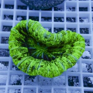 Bright green, ribbed, donut-shaped object on a white grid surface on which it rests.