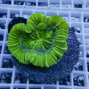 Bright neon green mushroom leather coral fragment mounted on a dark rock plug.