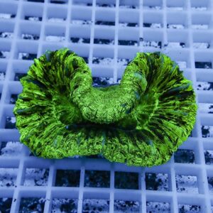 Bright green, ruffled circular sea anemone on a grid surface