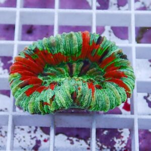 irm-010-0926-1411744367 - AQUAGIFT 用品ショップ Colorful green and red scrunchie resting on a white grid surface.
