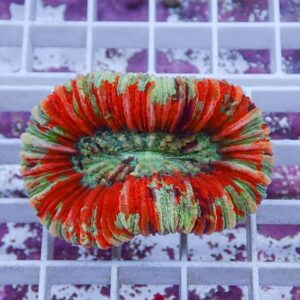 irm-010-0926-1411744368 - AQUAGIFT 用品ショップ Multicolor fabric scrunchie formed into a ring, featuring red, green and orange tones on a white grid surface.