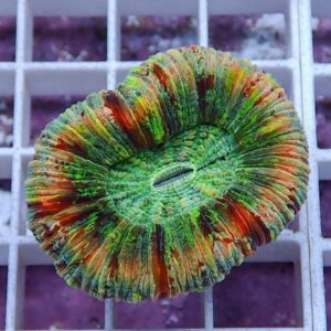 irm-010-0926-1411744369 - AQUAGIFT 用品ショップ Circular, disk-shaped coral fragment with grooved ridges in green, orange, and red on a white grid shelf.