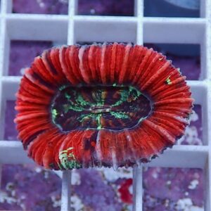 irm-010-0926-1411744370 - AQUAGIFT 用品ショップ Ring-shaped red coral frag with a dark green center resting on a white grid rack