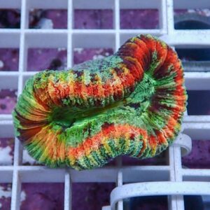 Multicolored coral frag with green, orange, and red ridges on a white grid rack.