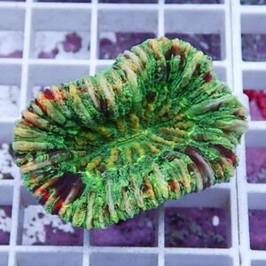 Close-up of a multicolored zoanthid coral frag with green, yellow, and red hues resting on a white grid rack in an aquarium setting.