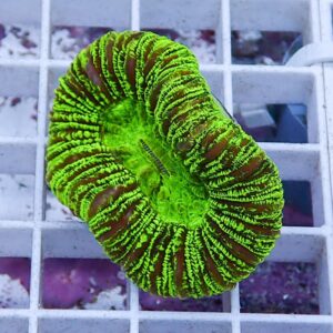 Neon green circular coral frag with ribbed, wavy edges resting on a white grid frag rack
