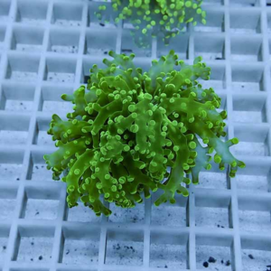 Green, coral-like algal growth on a white lab grid/mesh surface.