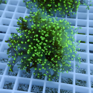 Bright green, coral-like algae or moss colony with small round tips growing on a white grid surface.