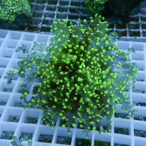 Neon green coral frag with branching polyps on a white grid rack in an aquarium.