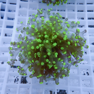 Close-up of a neon green-tipped branching coral frag on a white grid rack for reef tanks.