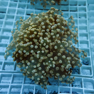 Coral fragment with numerous bead-like polyps on a blue frag rack underwater.
