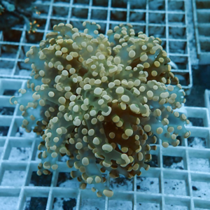 Soft coral frag with many bead-like polyps on a frag plug in a reef tank.
