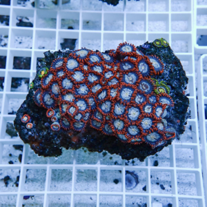 Polyp coral colony with bright orange ringed polyps and blue centers on a dark rock surface in an aquarium tank.