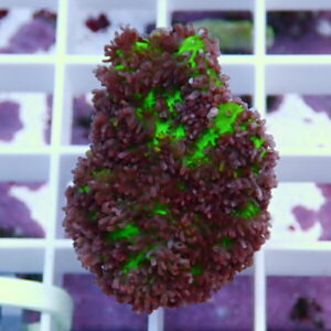 Coral frag with dense purple-brown polyps and bright neon-green tissue, mounted on a white grid rack.