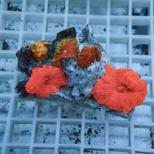 Bright orange and red encrusting coral fragments on a rough rock resting on a pale plastic grid shelf.