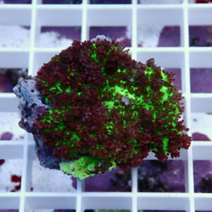 Neon green and burgundy coral fragment encrusting a rock on a white grid rack, illuminated by blue aquarium lighting.