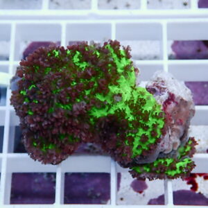Coral fragment with neon green and dark red polyps on a white plastic grid surface