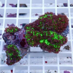 Close-up of fluorescent green coral polyps with purple-red edges on a white grid grid, a frag prepared for display.