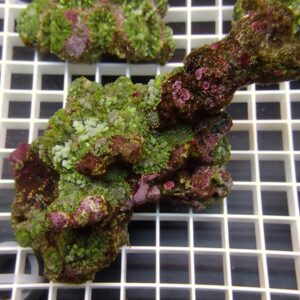 Fragment of live rock with green and purple coralline algae encrusting a brown base on a white grid rack.