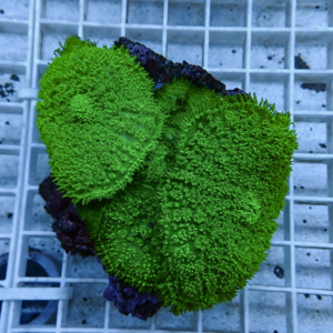 Neon green coral fragment with many stubby polyps resting on a purple base on a white grid frag rack