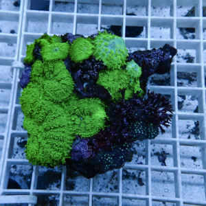 Colorful coral frag with bright green and purple polyps resting on a white plastic frag rack in a reef tank