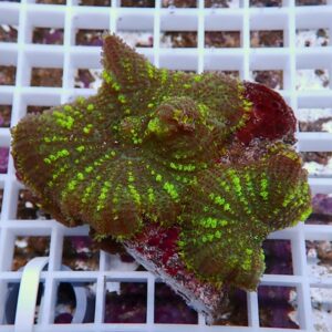 Close-up of a fluorescent green coral fragment with many small polyps resting on a white frag plug.