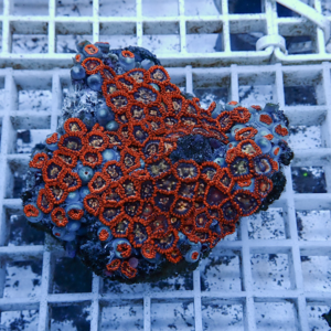 Close-up of orange zoanthid coral polyps covering a rock fragment in a reef aquarium, under blue lighting.
