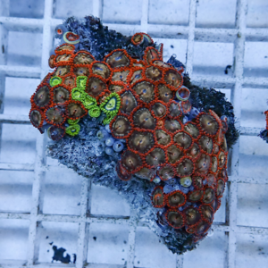 Orange-ringed zoanthid corals densely cover a rocky substrate with bright green polyps interspersed, set on a blue grid background (aquarium fragment).