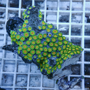 Bright green zoanthid coral polyps with orange centers covering a rock fragment on a grid base.