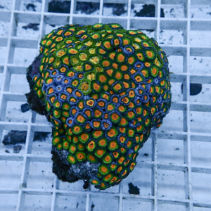 Close-up of a vibrant zoanthid coral colony with orange centers and green outer rings on a rock piece in a grid background.