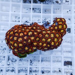 Bright orange and yellow coral fragment with a polyp-covered surface on a white grid in an aquarium setting.