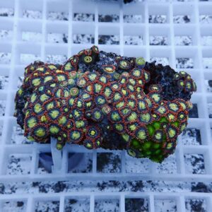 Close-up of a bright zoanthid coral colony with green centers and red rings on a rock fragment, resting on a grid-style surface.