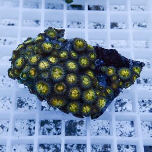 Cluster of zoanthid corals with bright yellow centers on a dark rock piece resting on a white grid background, close-up view.