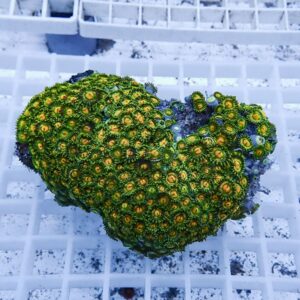 Bright green zoanthid coral colony with yellow-centered polyps resting on a white grid.