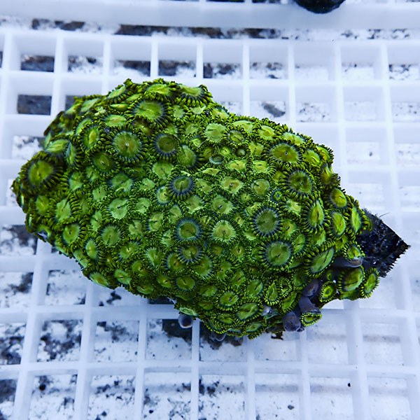 【サンゴ現物18】マメスナギンチャク !15時までのご注文で当日発送(t144