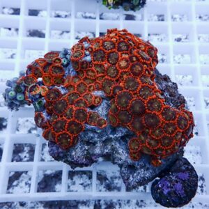 Cluster of bright orange ringed zoanthid corals with brown centers growing on a rocky base on a white frag rack in a reef tank.