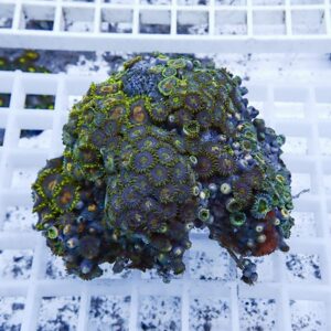Colorful zoanthid coral colony with green-edged polyps on a rock resting on a white grid rack.