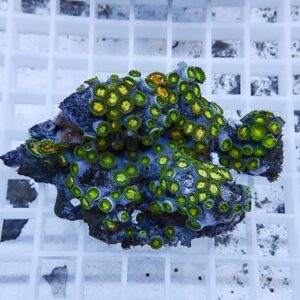 irm-010-0927-1411747517 - AQUAGIFT 用品ショップ Close-up of a purple rock fragment covered with fluorescent green zoanthid coral polyps.