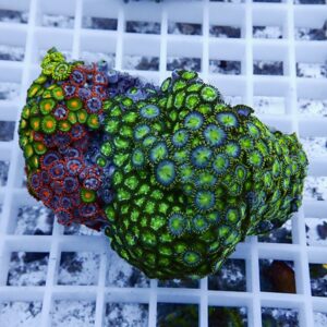 Colorful coral colony (zoanthids) with bright green and blue polyps edged in red on a white grid base inside an aquarium setting.
