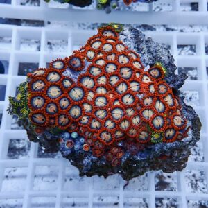 Close-up of a bright orange zoanthid coral colony with ringed polyps on a rock fragment in an aquarium setting.