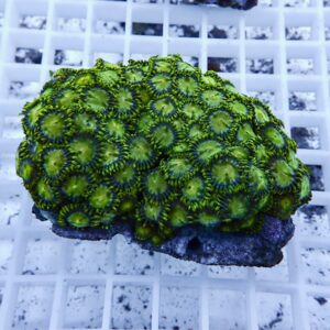 Close-up of bright green zoanthid coral polyps attached to a rock on a grid background.