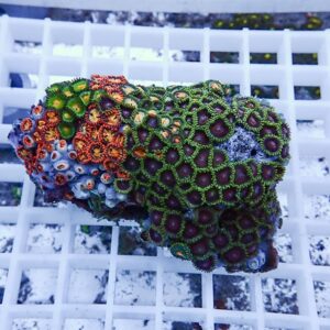 Close-up of a multicolored coral fragment with green-ringed polyps and red centers resting on a white grid surface.