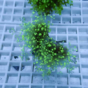 Neon green algae colonies with small circular shapes growing on a white perforated grid, in a lab setting.