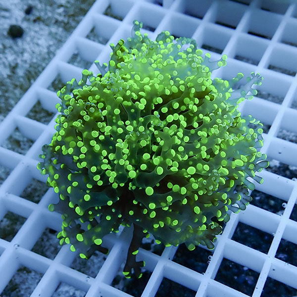 【サンゴ現物3】タコアシサンゴ フラグ!15時までのご注文で当日発送 【サンゴ】(t138