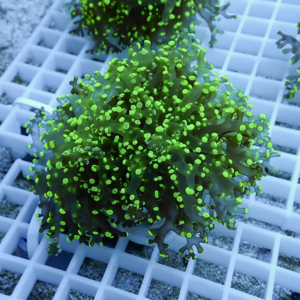 Neon green branching coral attached to a white grid rack in an aquarium, close-up view of polyps.