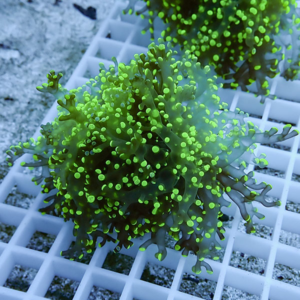 Bright green coral frag with numerous small polyps on a white grid rack on an aquarium tray.