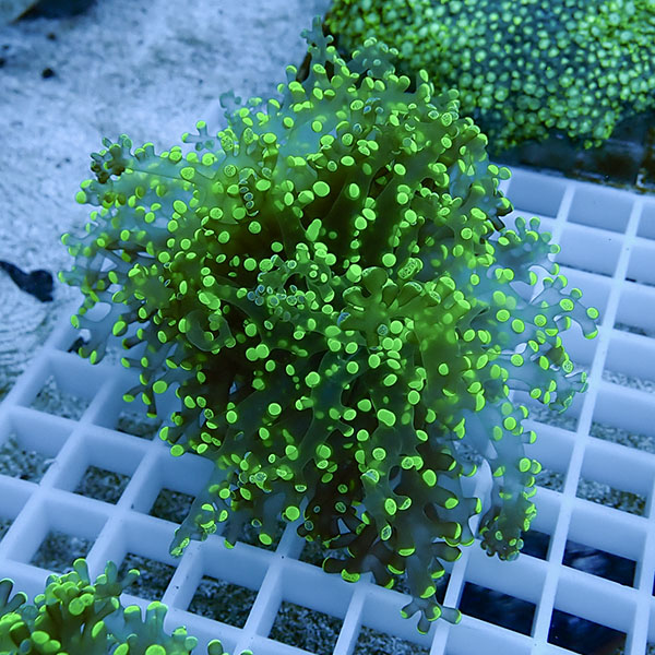 【サンゴ現物6】タコアシサンゴ フラグ!15時までのご注文で当日発送 【サンゴ】(t138