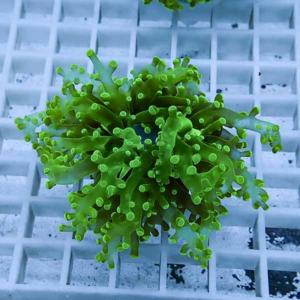 Bright green coral frag with bushy branching polyps resting on a white grid rack.