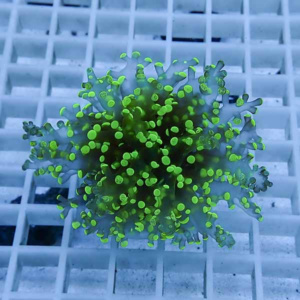 Green virus-like particle with numerous protruding spikes resting on a white grid surface, viewed up close.